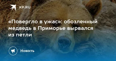 Купить Подставка под горячее \"Лапа медведя\" дерево, нержавеющая сталь, 35 х  25 см (9264569) в Крыму, цены, отзывы, характеристики | Микролайн