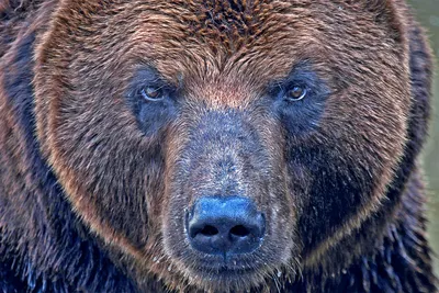 Кому еще охота. Как иркутский губернатор застрелил медведя в берлоге |  Статьи | Известия