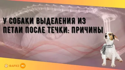 Действия владельца во время течки у питомца 🔹 Отметьте в паспорте  животного или в блокноте примерное начало течки и её особенности. Это… |  Instagram