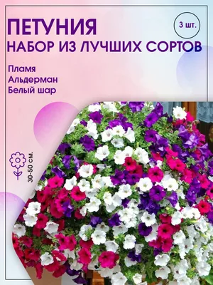 Семена Петуния Альдерман (а/ф Уральский Дачник) купить за 23 р. в садовом  центре АСТ Медовое