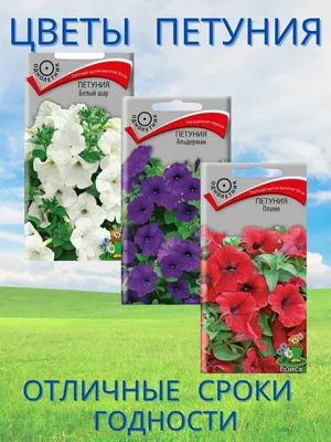Семена цветов петунии ПОИСК Вера 0,1 г — цена в Оренбурге, купить в  интернет-магазине, характеристики и отзывы, фото