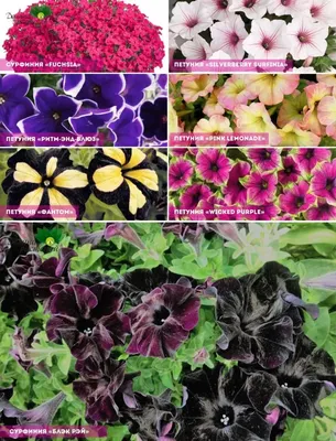 Семена цветов Петуния многоцветковая Альдерман, 0,05гр (2299006) - Купить  по цене от 10.53 руб. | Интернет магазин SIMA-LAND.RU