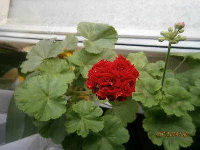 Цветущий сад! – Семена цветов ♥ (выкуп №36) - совместные закупки. Оставить  заказ на sp.bvf.ru по оптовой цене.