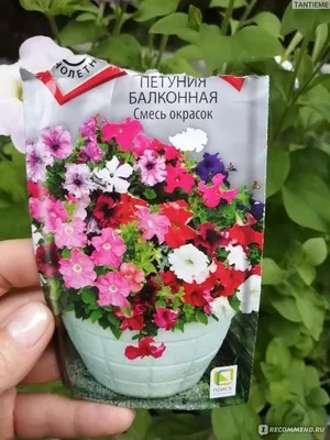 Семена набор петуния АгроСидсТрейд Балконная смесь N04630-AGS/N03198-3 3  уп. - купить в Москве, цены на Мегамаркет