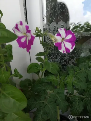 Petuunia Balcony - Horticom