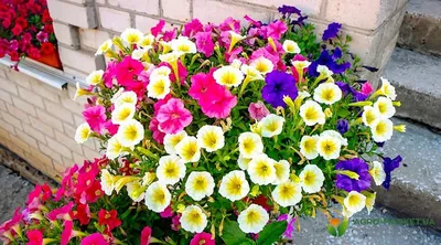Вечноцветущая барышня-петуния: уход за популярными балконными цветами
