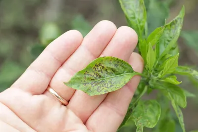 Желтеют листья у петунии: болезни петунии - Agro-Market