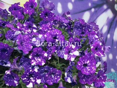 Галактика в цветах « FotoRelax | Night sky petunia, Galaxy flowers, Petunias