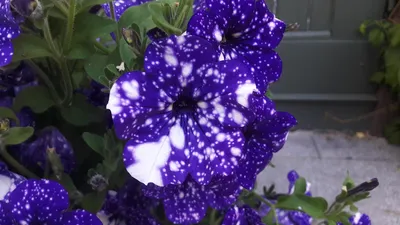 Галактика в цветах « FotoRelax | Night sky petunia, Petunia flower, Galaxy  flowers