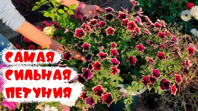 Петуния Каскадиас Рим Маджента - Сад цветов - Магазин рассады цветов в  Барнауле