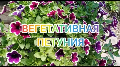 Ирина Пастухова - На фото две подружки👭 ⠀ Обожаемые мною и... | Facebook