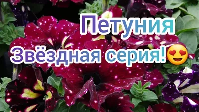 Укорененные черенки петунии Specials NightSky «Звездное небо»: купить  рассаду и черенки в Минске, Беларуси