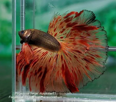 Рыбка Петушок: что важно знать о Betta splendens - DECOTOP.RU