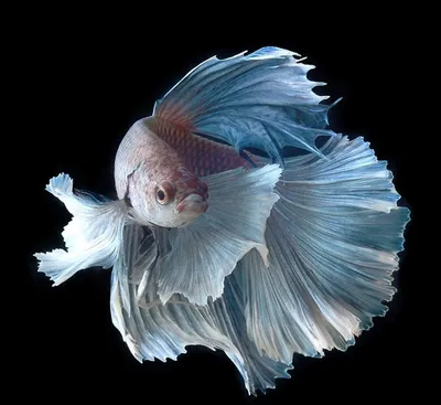 Рыбка петушок betta