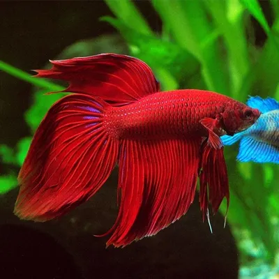 Редкие цвета у петушков betta splendens | Пикабу