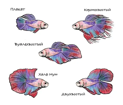 Особенности содержания бойцовых рыбок-петушков (Betta splendens)