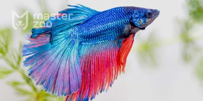 Особенности содержания бойцовых рыбок-петушков (Betta splendens)