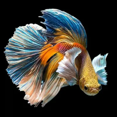 Рыбка Петушок (Betta splendens): купить самца и самочку Петушка в  Челябинске | Аква Блюз