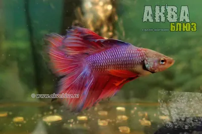 Петушок Сиамский Синий Betta splendens - Рыбки - Nano Fish