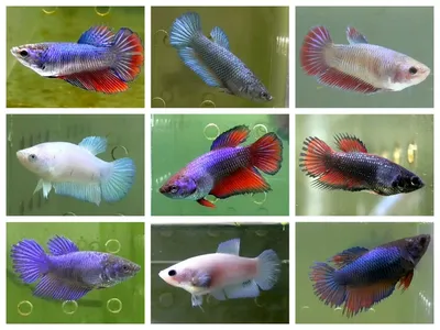 Редкие цвета у петушков betta splendens | Пикабу