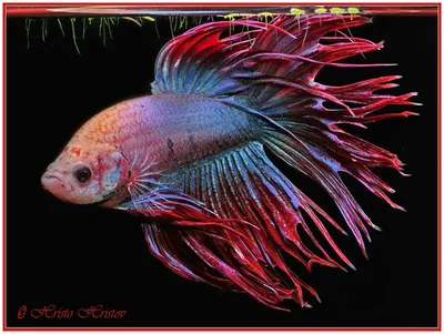 Рыбка Петушок (Betta splendens): купить самца и самочку Петушка в  Челябинске | Аква Блюз