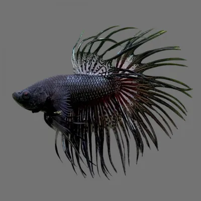 Рыбка петушок / Бойцовая рыбка / Сиамский петушок / Betta Splendens -  «Живая игрушка для ребёнка + Два петушка в одном аквариуме (Фото)» | отзывы