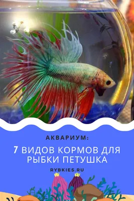 Редкие цвета у петушков betta splendens | Пикабу