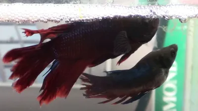 Петушок Сиамский Синий Betta splendens - Рыбки - Nano Fish