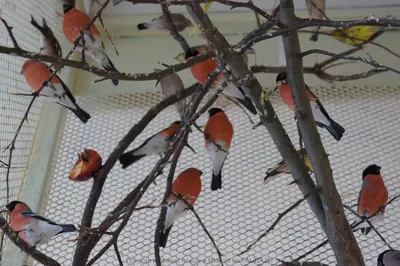 Адлерский район города Сочи: какие певчие птицы обитают в нашем лесу. |  Пенсы на море | Дзен