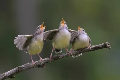Певчие птицы выбирают момент, когда напасть на хищника