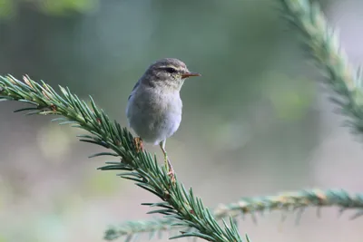 Особенности поведения мелких певчих птиц в период осенней миграции |  Куршская Коса - национальный парк