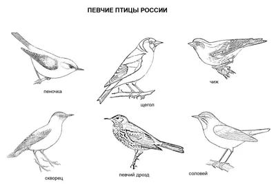 Календарь Певчие птицы с голосами 2024 год • Дмитриева Т.Н. и др., купить  по низкой цене, читать отзывы в Book24.ru • АСТ • ISBN 978-5-17-156174-1,  p6794682