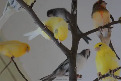 Певчие птицы способны запомнить голоса до 52 сородичей | Телеканал  Санкт-Петербург