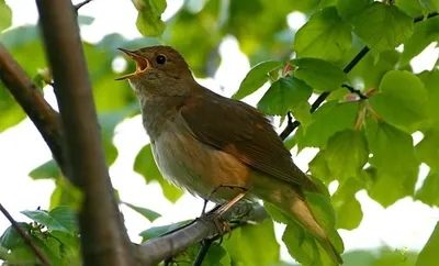 Певчие птицы на ветке дерева, на …» — создано в Шедевруме
