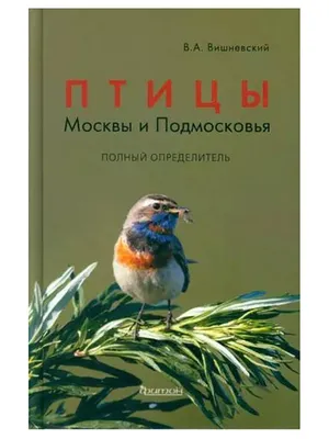 Программа \"Птицы Москвы и Подмосковья\" - Снегирь - певчая птица, чуть  больше воробья. Красногрудый красавец - краса и гордость наших лесов.Самец  очень красив: ярко-красная грудка оттеняется блестящей черной шапочкой,  черными крыльями и