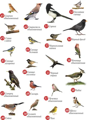 Читать онлайн «Певчие птицы. Обитатели лесов и полей», Михаил Куценко –  Литрес