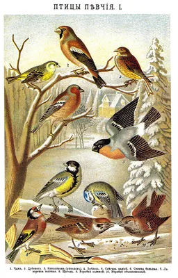 Певчие птицы россии фото фото