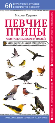 Книга \"Певчие птицы. Обитатели лесов и полей\" Куценко М.Е - купить в  Германии | BOOQUA.de