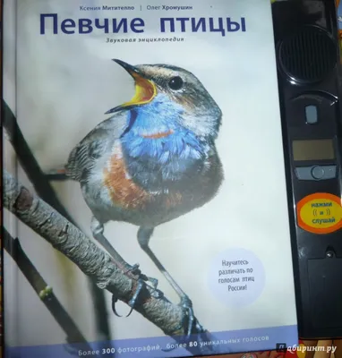 Птицы России. Фотограф Андрей Клыпин