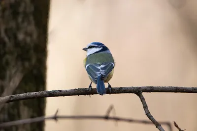 Воробьеобразные Passeriformes - Классификатор птиц Таганрога и  Неклиновского района - Птицы Ростовской обл.В основе-Птицы  Таганрога/Некл.р-на