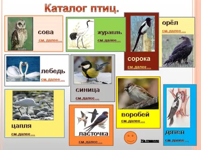 Птицы севера и юга: истории из жизни, советы, новости, юмор и картинки —  Горячее | Пикабу