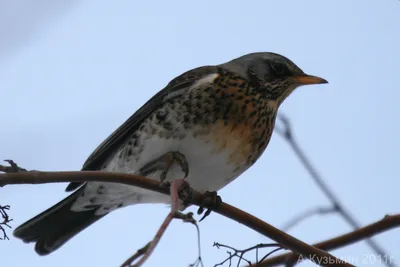 Птицелов,певчие птицы,ловля,birds,канарейки | ВКонтакте