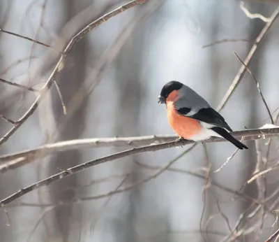 Синицевые (Paridae) - Воробьеобразные Passeriformes - Классификатор птиц  Таганрога и Неклиновского района - Птицы Ростовской обл.В основе-Птицы  Таганрога/Некл.р-на