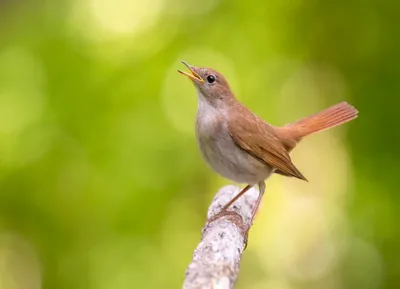 Обыкновенная горихвостка (Phoenicurus phoenicurus)