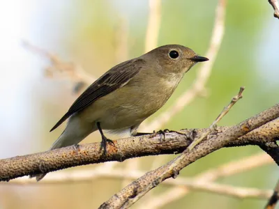 Певчий сверчок (Locustella certhiola). Птицы Сибири.