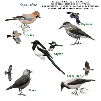 Певчие птицы сибири фото фото