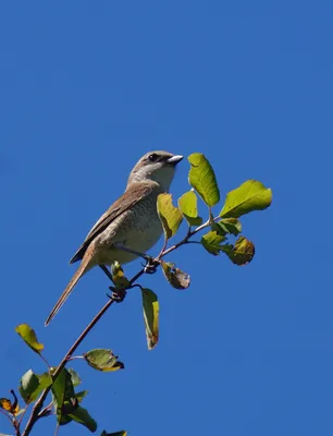 Певчий сверчок (Locustella certhiola). Птицы Сибири.