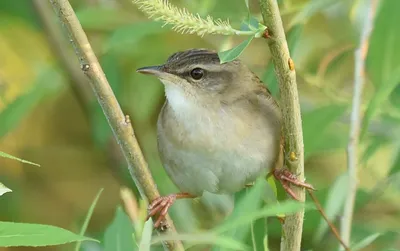 Каменный воробей (Petronia petronia). Птицы Сибири.