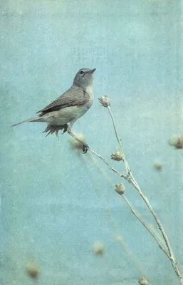 Певчий сверчок (Locustella certhiola). Птицы Сибири.