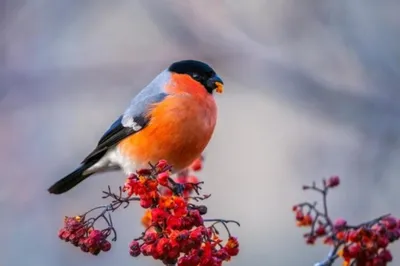 Catching songbirds. Goldfinches and greenfinches. - YouTube